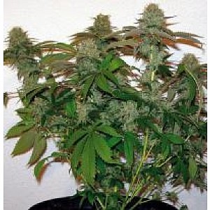 cannabis grren man seeds