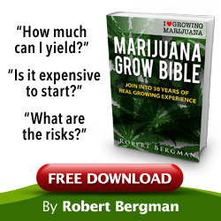 can you buy cannabis seeds online legally