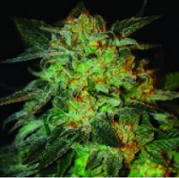 best marijuana seeds for sea of green