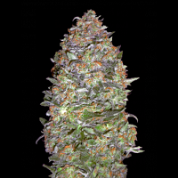 best light spectrum for cannabis seedlings