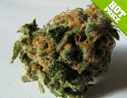 autoflower cannabis seeds canada