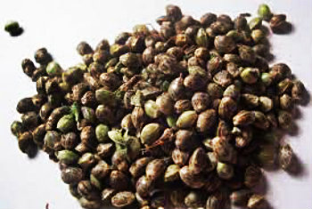 seeds marijuana