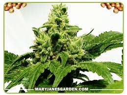 blueberry yum yum cannabis seeds for sale