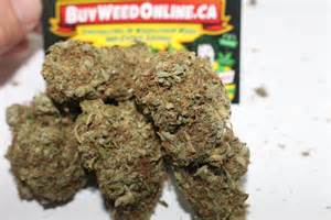 cannabis seed growth