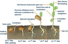 can you plant the seeds you find in your weed