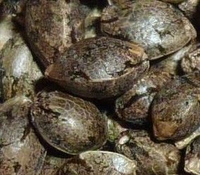 b c cannabis seeds