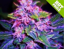 american weed seeds for sale