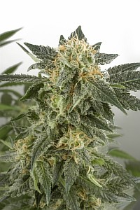 bonkers cannabis seeds
