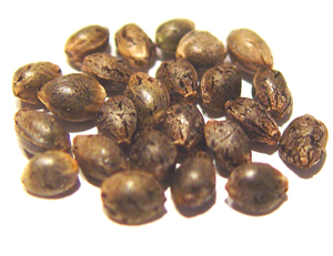 black diamond cannabis seeds